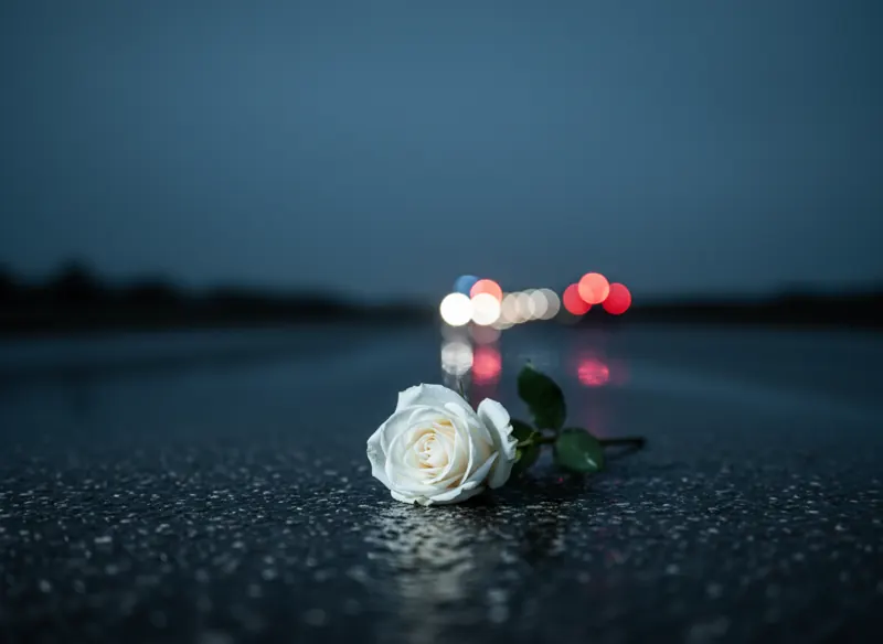Rosa blanca sobre el asfalto